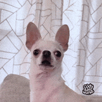 Horror Omg GIF