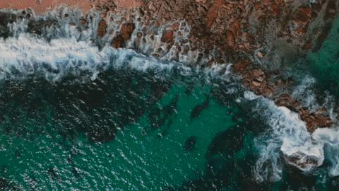 Beach Ocean GIF by Switzerfilm