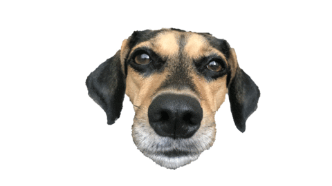 Dog Smile Sticker by Nutella Furacão