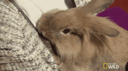 hungry nat geo wild GIF by Dr. K's Exotic Animal ER