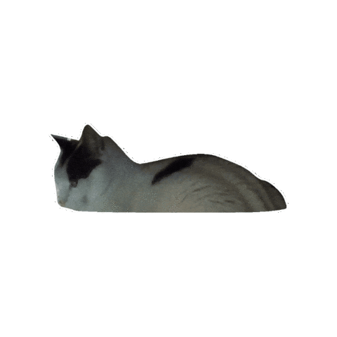 DatFatGat giphygifmaker Sticker