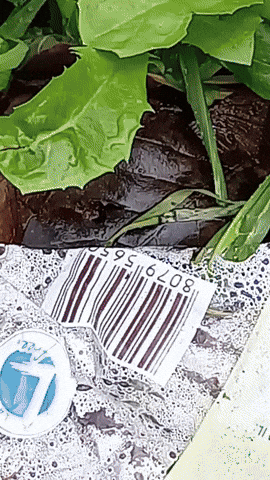 Simongip giphyupload GIF