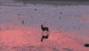 deer GIF