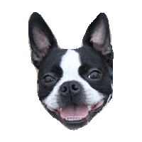 boston terrior STICKER by imoji