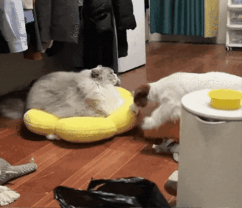 cuteanimalland giphygifmaker GIF