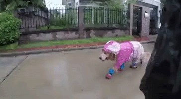 Stylish Pups Stay Dry in Wet Weather