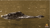 reaction gif staring GIF by Swamp People