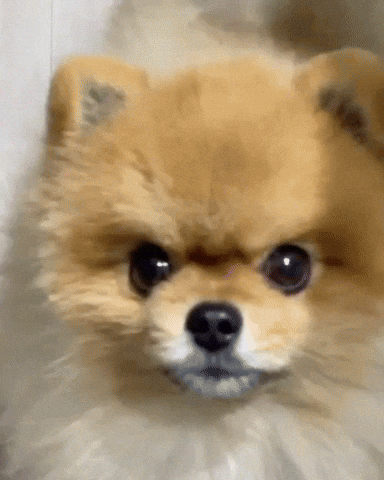 Dog 강아지 GIF