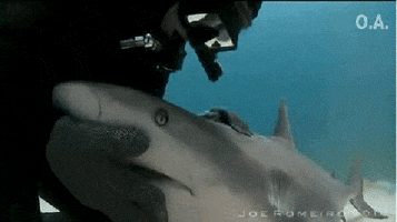 tiburon GIF