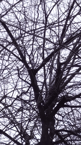 Simongip giphyupload GIF