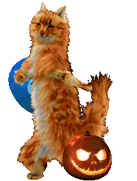 n11com dance cat fun halloween Sticker