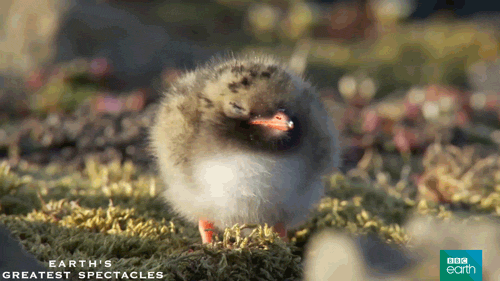 natural history wildlife GIF by BBC Earth