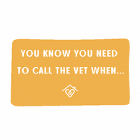 DrStacyVet cat dog vet veterinarian GIF