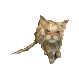 kitten kitties STICKER by imoji