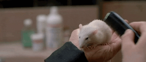 mouse rats GIF