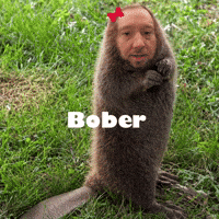 Polish Bober GIF