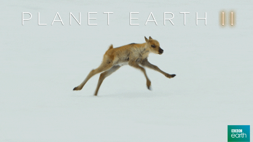 fail planet earth 2 GIF by BBC Earth