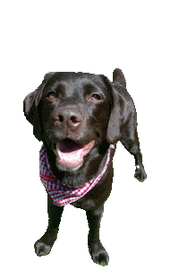 dog barking Sticker by Tales&Tails