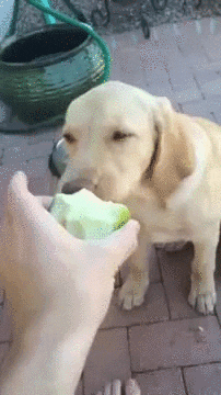 apples huck GIF