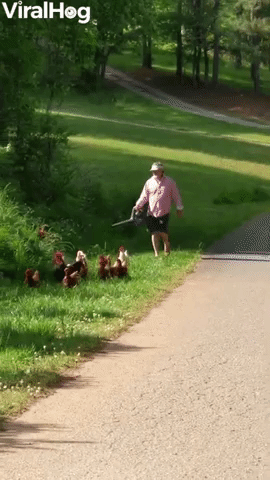Dad Uses Leaf Blower to Herd Chickens Back to Yard