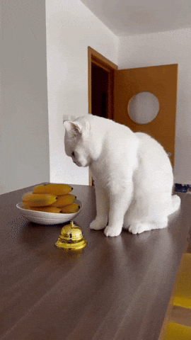 White Cat GIF