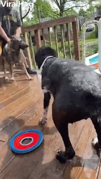 Dog Slow Motion Shaking off Water Wiggle