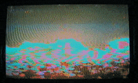Wanderkid GIF by JW Francis