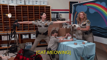 Cat Calendar