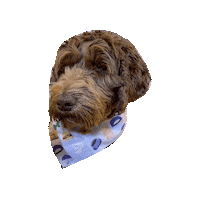 Dogs In Bandanas Sticker by Geekster Pets
