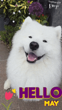 Mayo Hello GIF