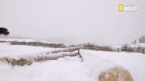 pupparazzi doggie winter wonderland GIF by Nat Geo Wild