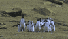 Penguins Reaction GIF