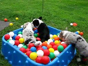 puppies ball pit GIF