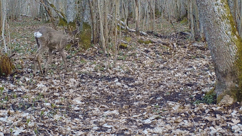 ingovalgma giphyupload estonia eesti GIF