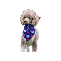 Patriots Sticker by Geekster Pets