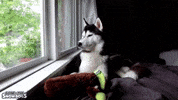 gonetothesnowdogs husky siberian husky snow dogs gttsd GIF