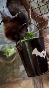 Philadelphia Zoo Marks 'Bat Week' With Tribute to Endangered Species
