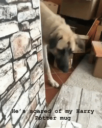 Goblet of Fire? Dog Scared of Owner's Harry Potter Mug