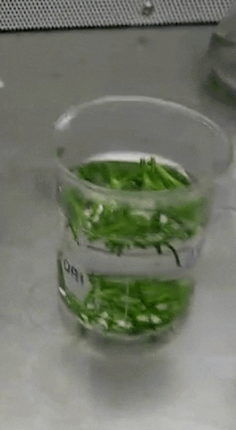 felipeosorniolechedevirgentrimegisto giphyupload GIF