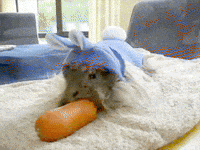 guinea pig GIF