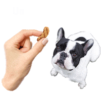 monamimascotas puppy snacks perro mascotas Sticker
