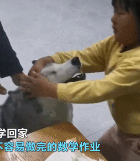 cuteanimalland giphyupload GIF