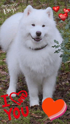 Benji Love GIF