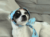 Dog Puppy GIF
