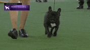 French Dogs GIF by Westminster Kennel Club