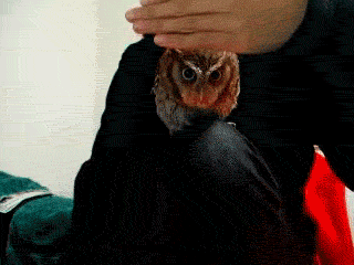 Owl Peek GIF