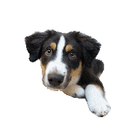 Mas Australianshepherd Sticker by Alix & the Pack