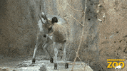 See Ya Later Running GIF by Brookfield Zoo