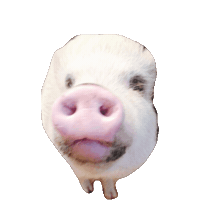 pig STICKER by imoji