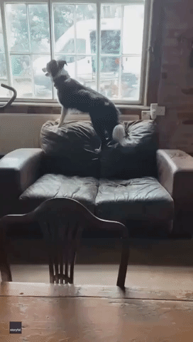 Hopping Mad: Kitchen Couch Gives Border Collie a Bounce